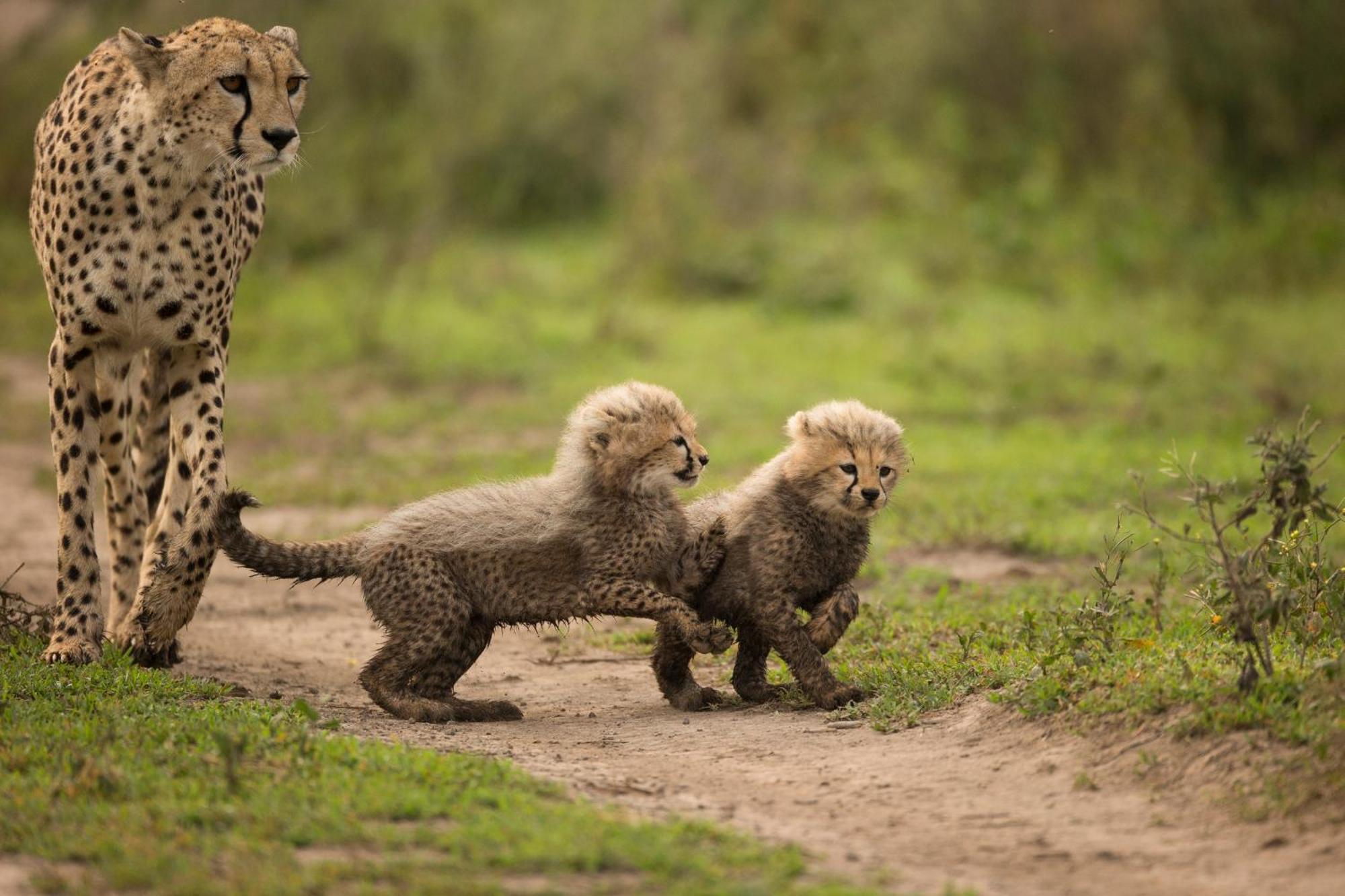 Camping Africa Safari South Serengeti Ndutu Sinoni