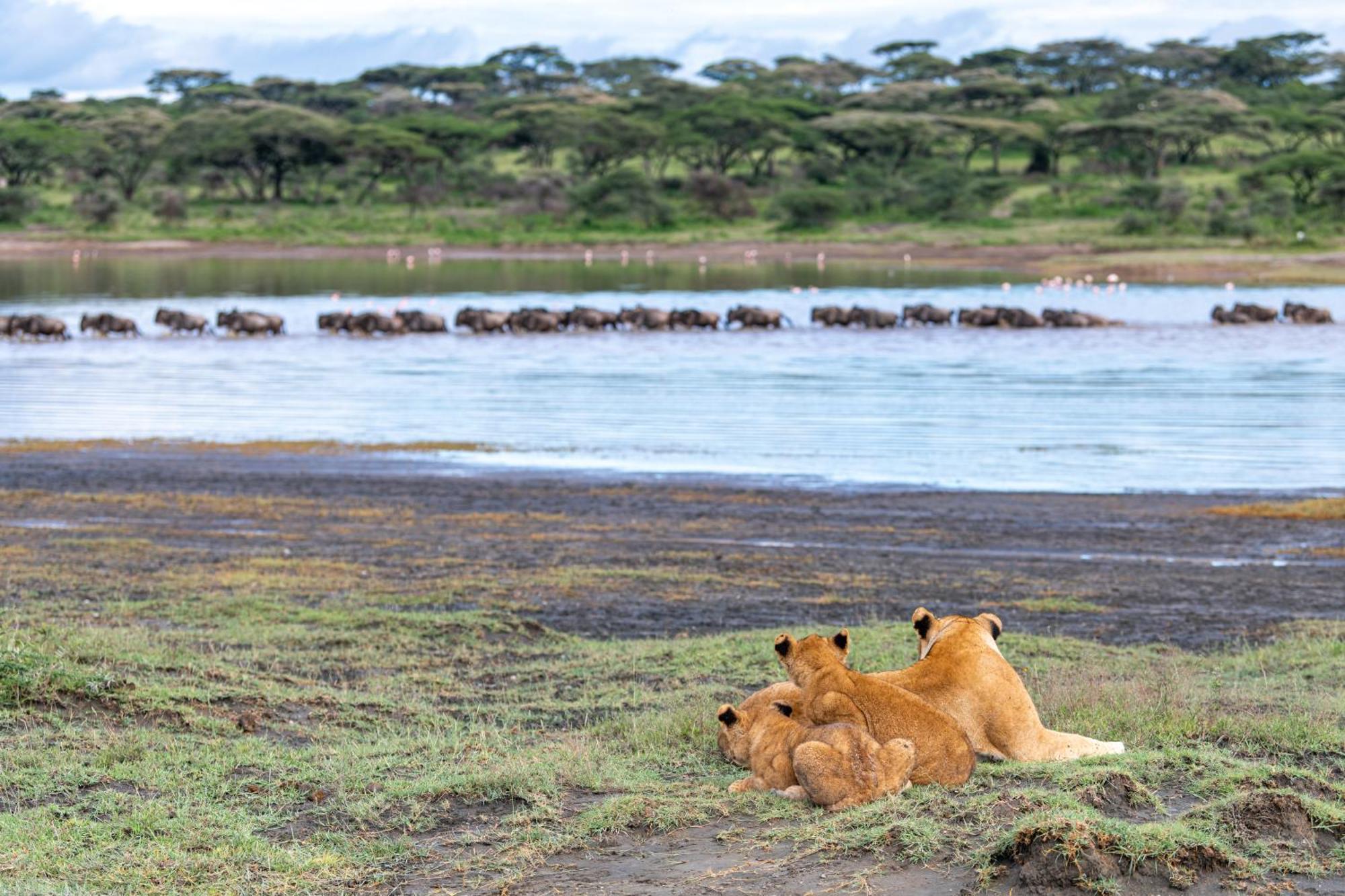 Africa Safari South Serengeti Ndutu * Sinoni